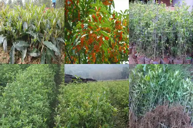桂花花冠是离生还是连合的1684833196726