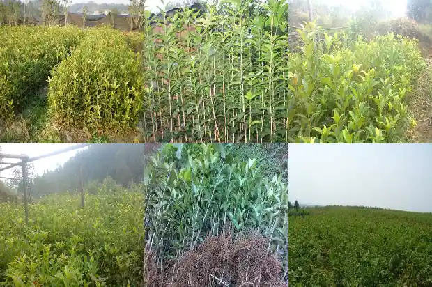 桂花花冠是离生还是连合的1684833196819