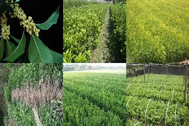 桂花的花萼长什么样1684833229236