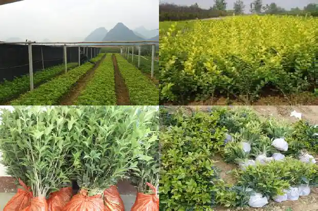 桂花的花瓣什么形状最好1684833248534