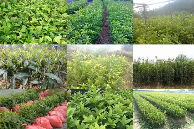 桂花的花瓣什么形状最好1684833248580
