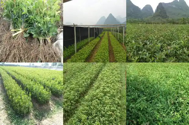 一年只开一次的桂花叫什么品种呢1688793285598