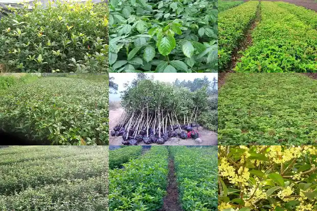 丁香桂花茶可以加蜂蜜吗女生1689035408170