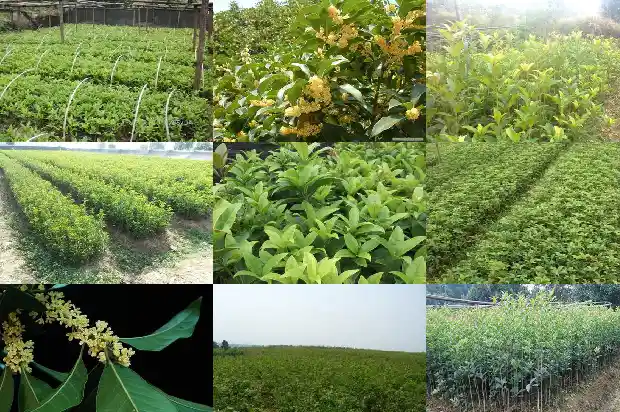桂花的花朵形状1684833267699