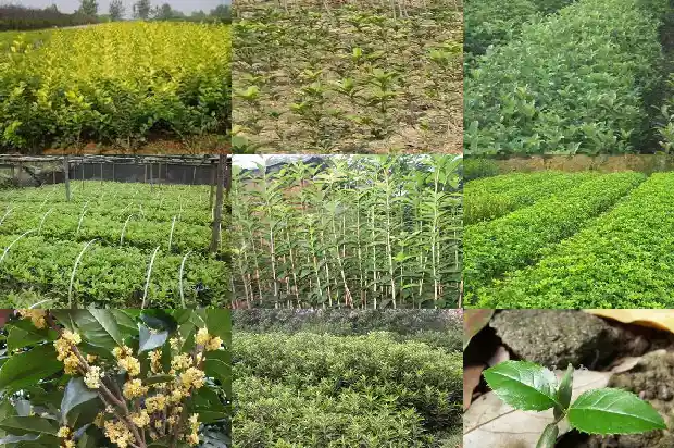 桂花的花瓣是什么样子1684833282926
