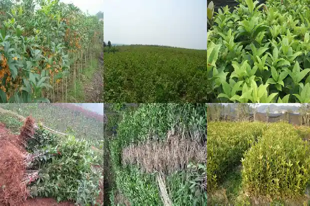 怎样让桂花多开花1689208057451