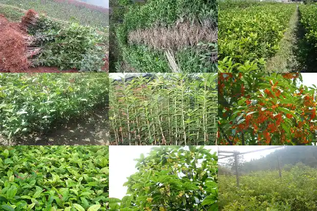 桂花花冠类型有哪些品种1684833335560
