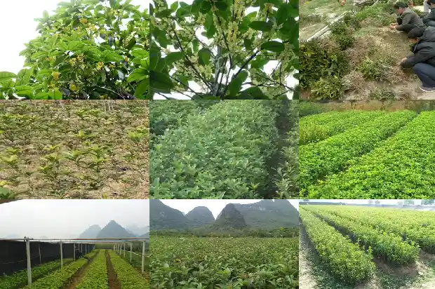 桂花树怎么才能形成树冠1684833354814