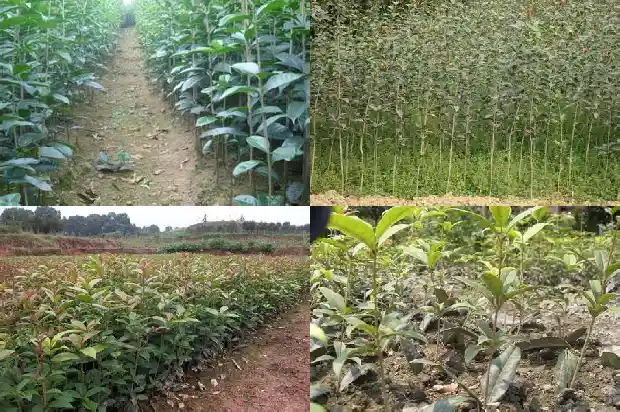 桂花树怎么才能形成树冠1684833354908