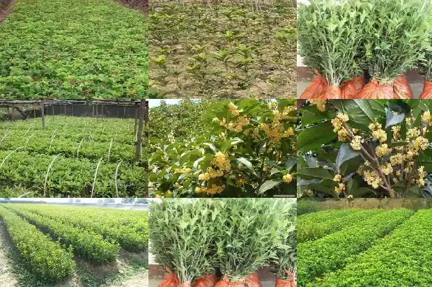 桂花树怎么才能形成树冠1684833354955