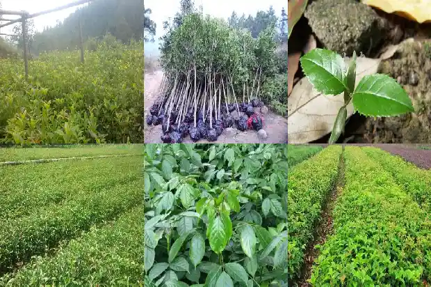 桂花的花型是什么形状1684833374503