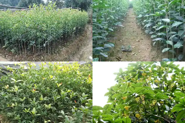 桂花的花型是什么形状1684833374551