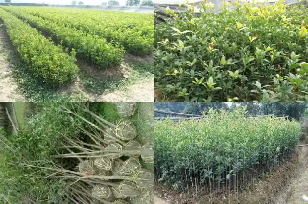 桂花的花形状和特点1684833393565