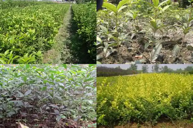 桂花的花形状和特点1684833393613
