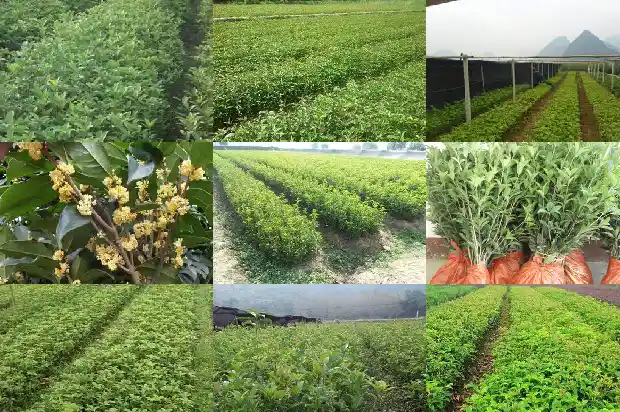 桂花的花形状和特点1684833393660