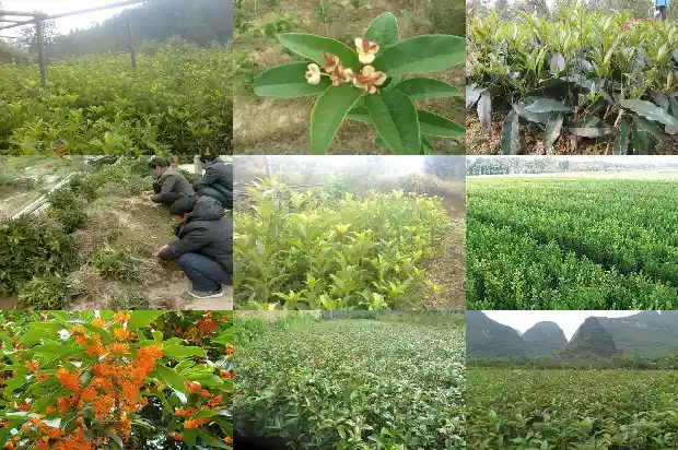 桂花花瓣的特征有哪些1684833426419