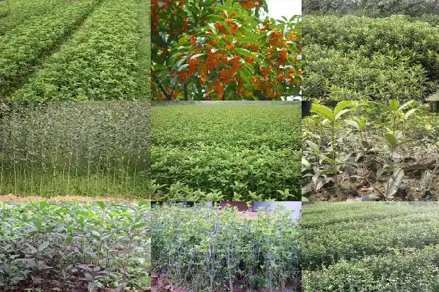 桂花的花瓣形状如什么1684833448022