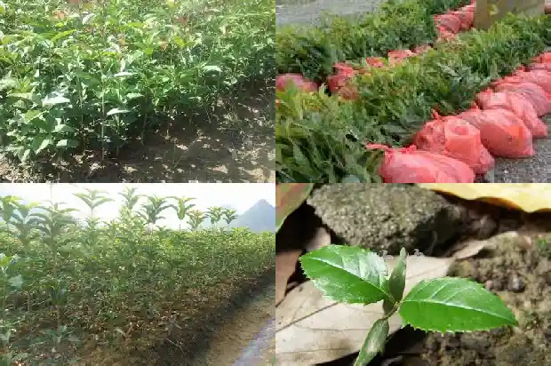 桂花的花瓣形状是什么样子1684833473216