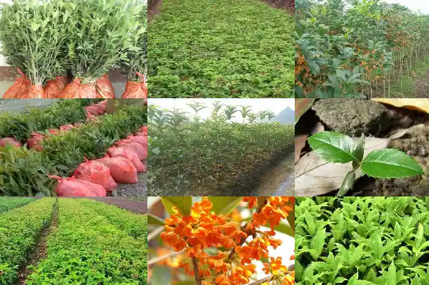 桂花的花瓣形状是什么样子1684833473263