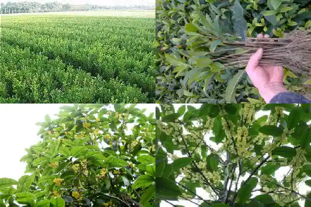 桂花的花瓣形状是什么样子1684833473309