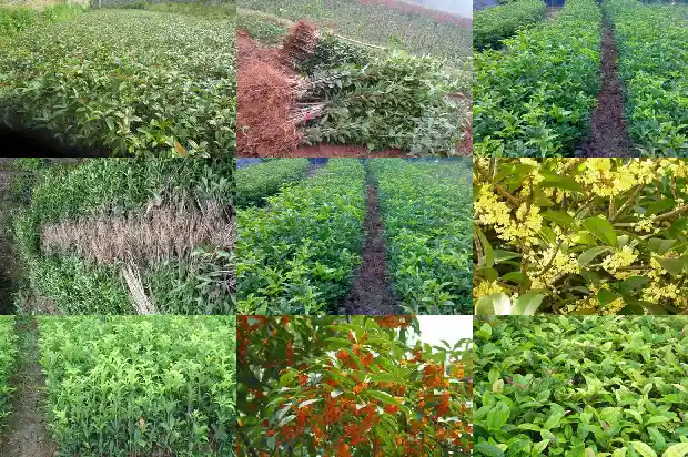 桂花的花瓣形状是什么样子1684833473357