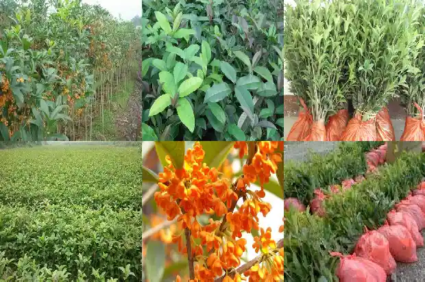 桂花属于木本植物1688518946225