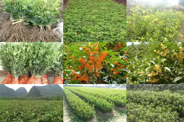 桂花种在屋后好吗?1684833517266