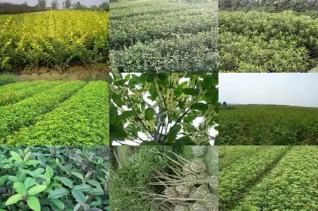 桂花种在屋后好吗?1684833517360