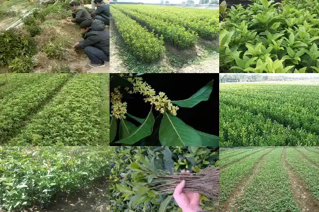 房前屋后栽桂花好不好1684833537043