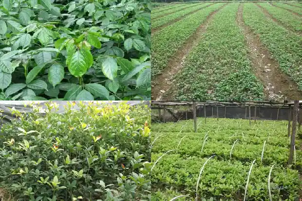 房前屋后栽桂花好不好1684833537090