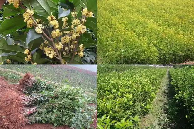 屋内种桂花好吗1684833556699