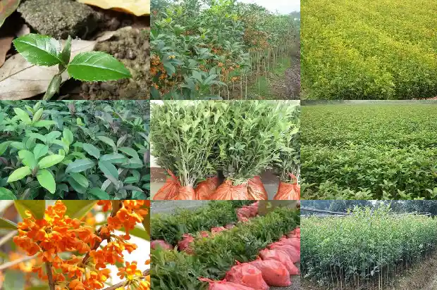 桂花的高度和冠幅有关吗1684833573779