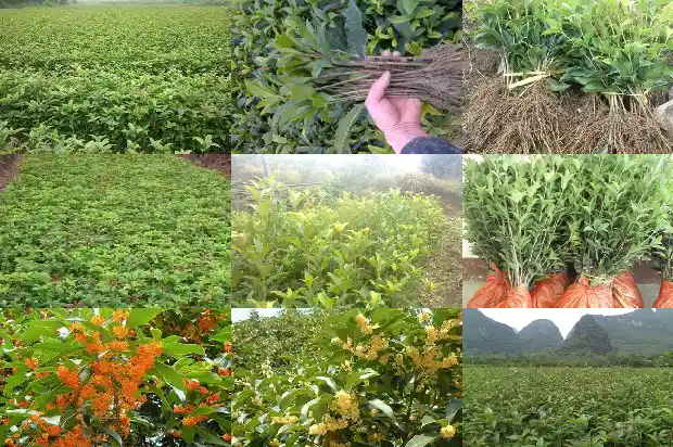 桂花的高度和冠幅有关吗1684833573825