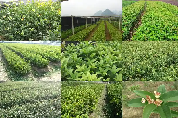 桂花的高度和冠幅有关系吗1684833588884
