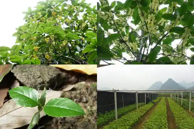 今年八月桂花怎么不开1688947986344