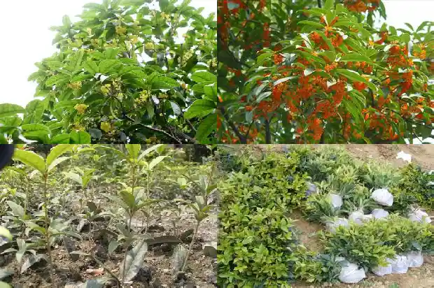 桂花树的冠幅是多少毫米长1684833631031