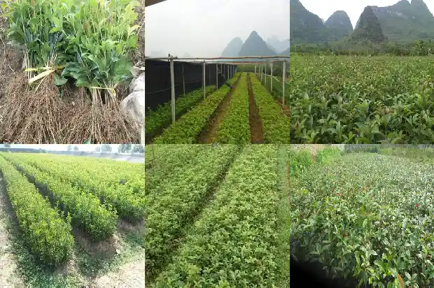桂花树的冠幅是多少毫米长1684833631079