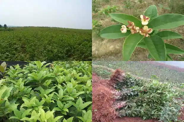 桂花的价格多少钱一斤1689726579686