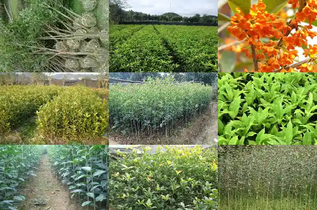 十公分的桂花树是什么样的树1689726656137