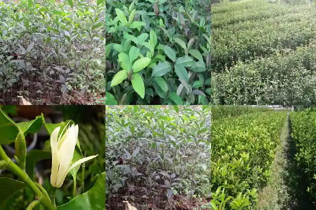 闻桂花香味有好处吗1689313038992