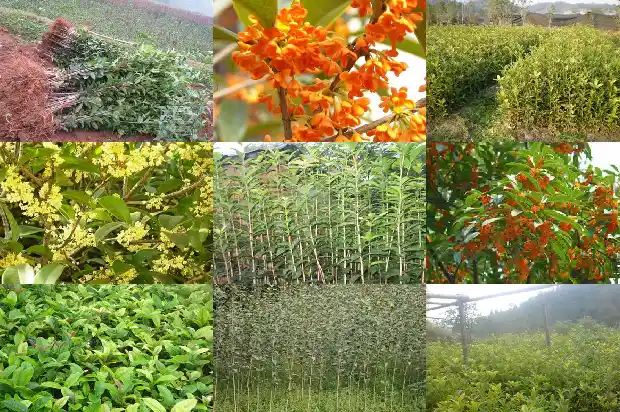 砍伐桂花树违法吗怎么处罚1684833796657