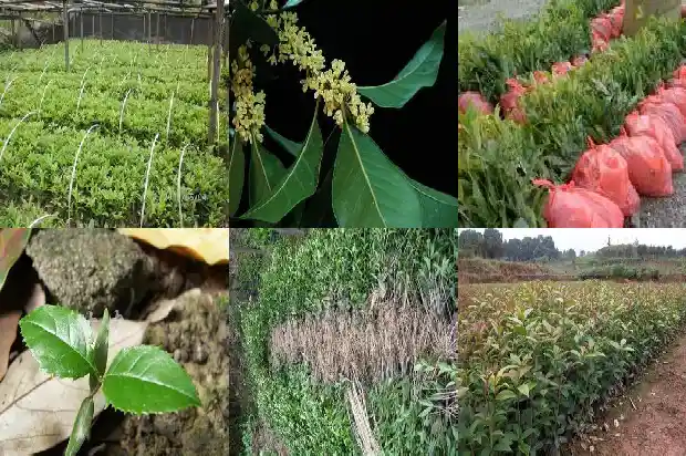 砍伐桂花树违法吗怎么处罚1684833796703