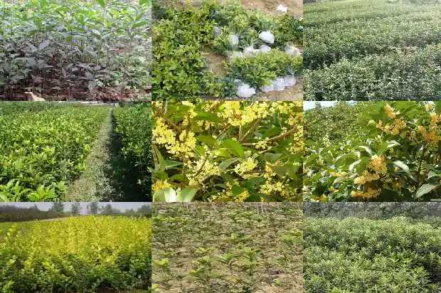 哪里的桂花树最便宜又好养活1690418643886