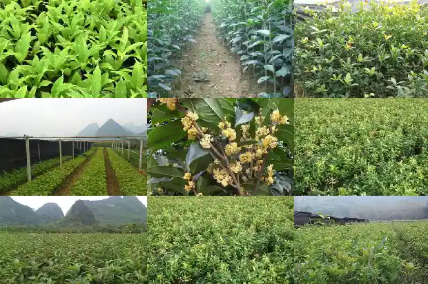 桂花树一年能长多少粗果1684833911304
