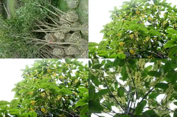 桂花树一年能长多少叶子1684833954613