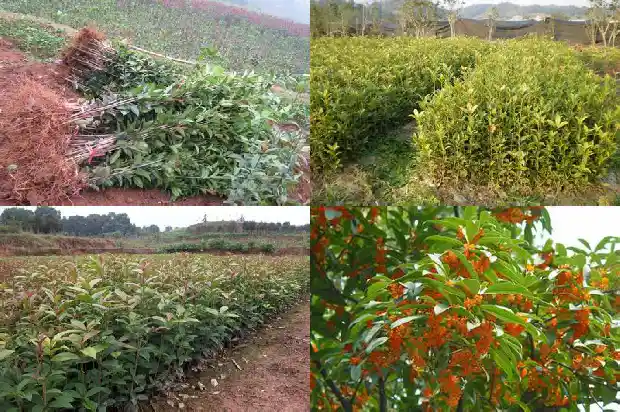 桂花树一年能长多少叶子1684833954659