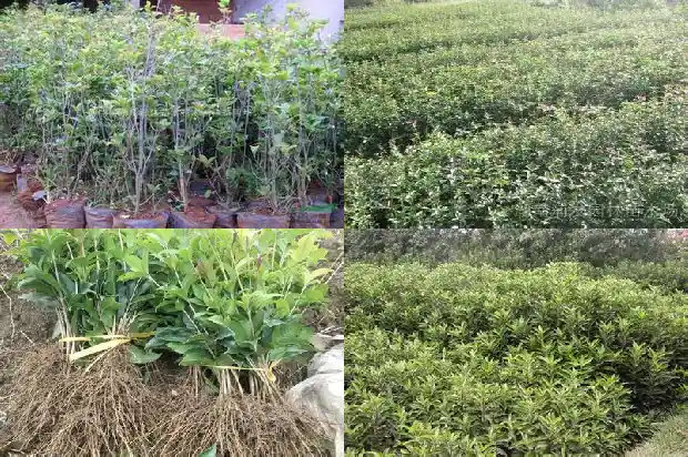 桂花树一年能长多少叶子1684833954706