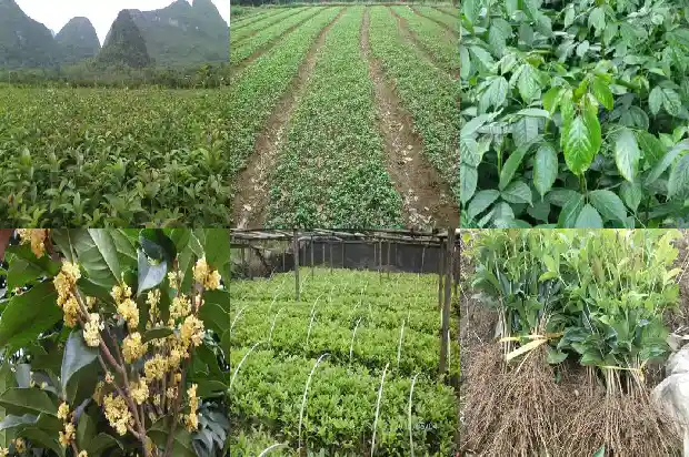 8月桂花树什么时候开花1690418047467