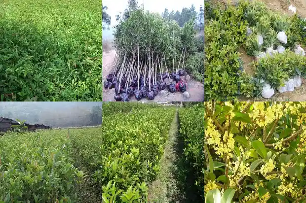 桂花树生长周期多久1684834010457