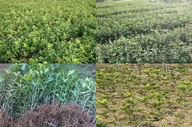 130年的桂花树有多大了1684834050936